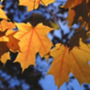 Meet your Posher, Sascha